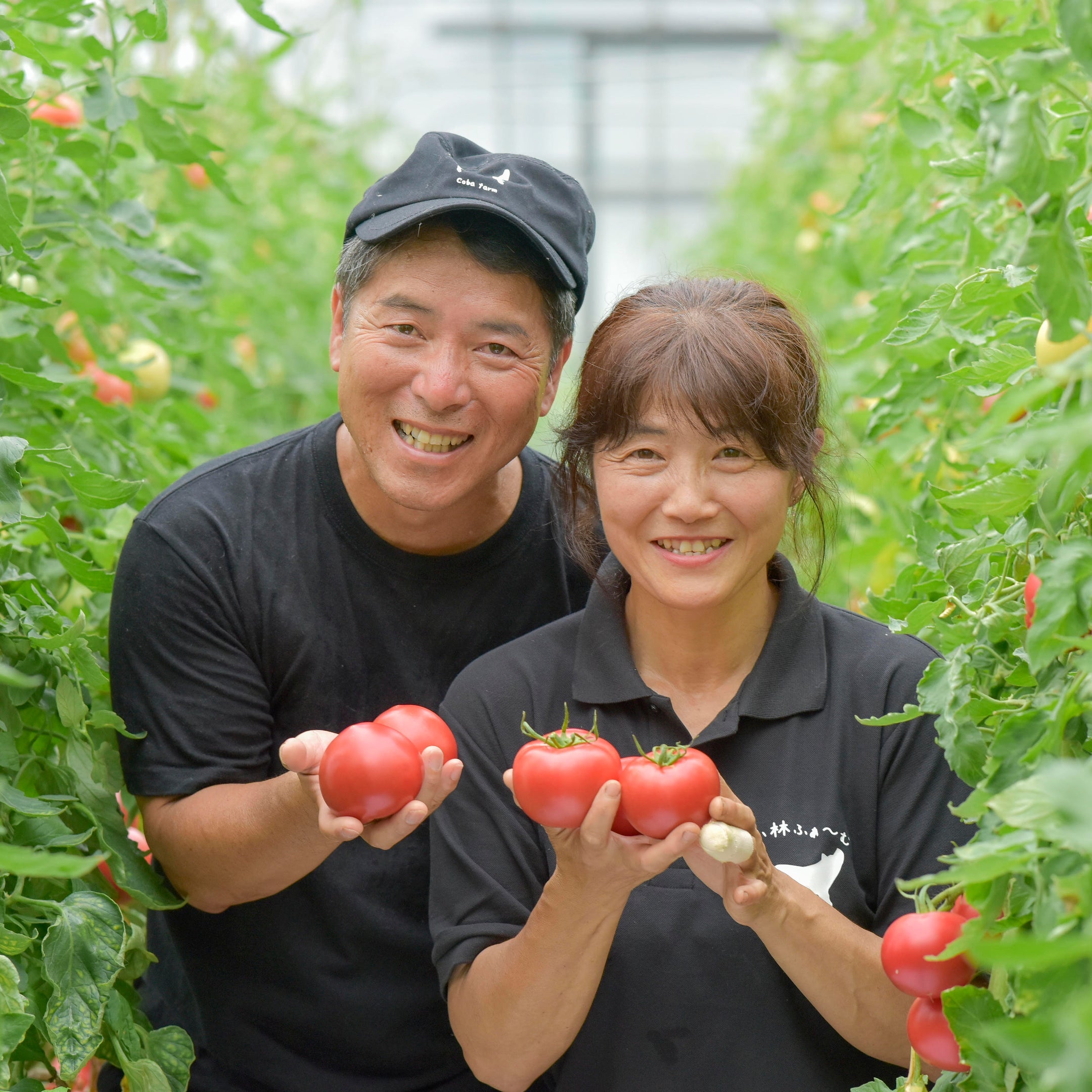 【完熟トマトができるまで】小林ふぁ~む「とまとのじゅ~す」おいしさの秘密~京都府福知山市をたずねて~