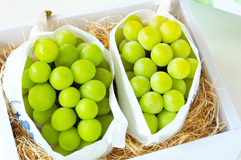 「超貴重品」大型のイトウの剥製　※取りに来られたら半額にします。 超貴重品」大型のイトウの剥製 ※取りに来られたら半額にします。 超