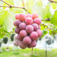 520865458_1017581120582218_8569141050373754444_n.jpg__PID:3d69226f-2952-4b86-a87b-04a4cd831085