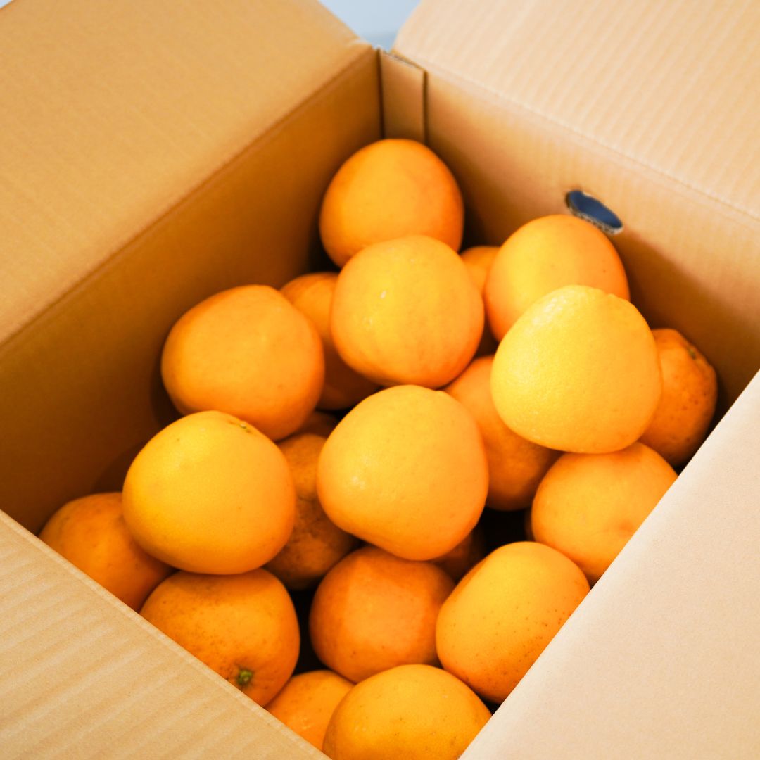 【日付指定不可】美生柑