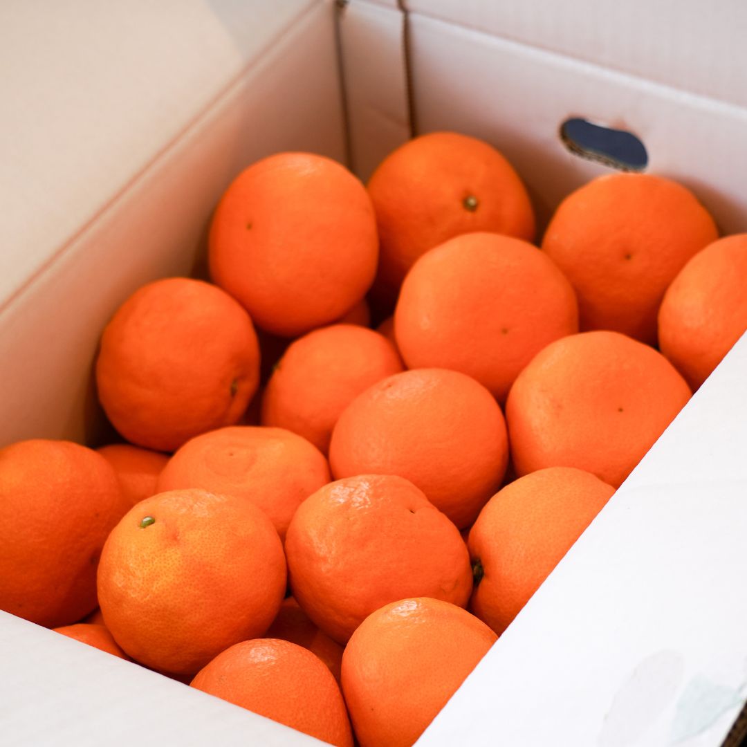 【日付指定不可】カラマンダリン