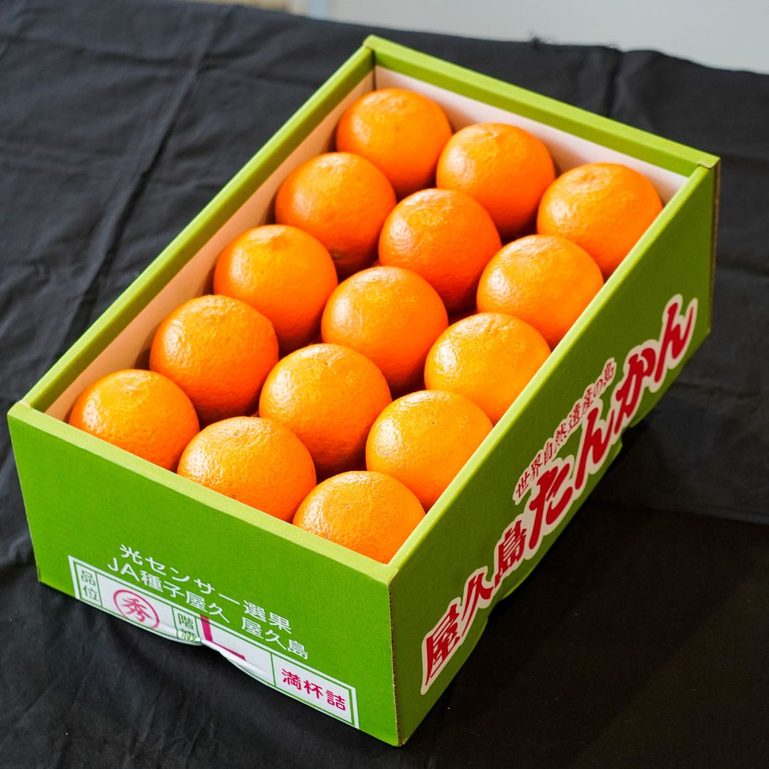 【日付指定不可】屋久島たんかん