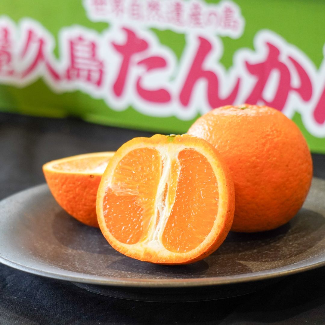 屋久島たんかん