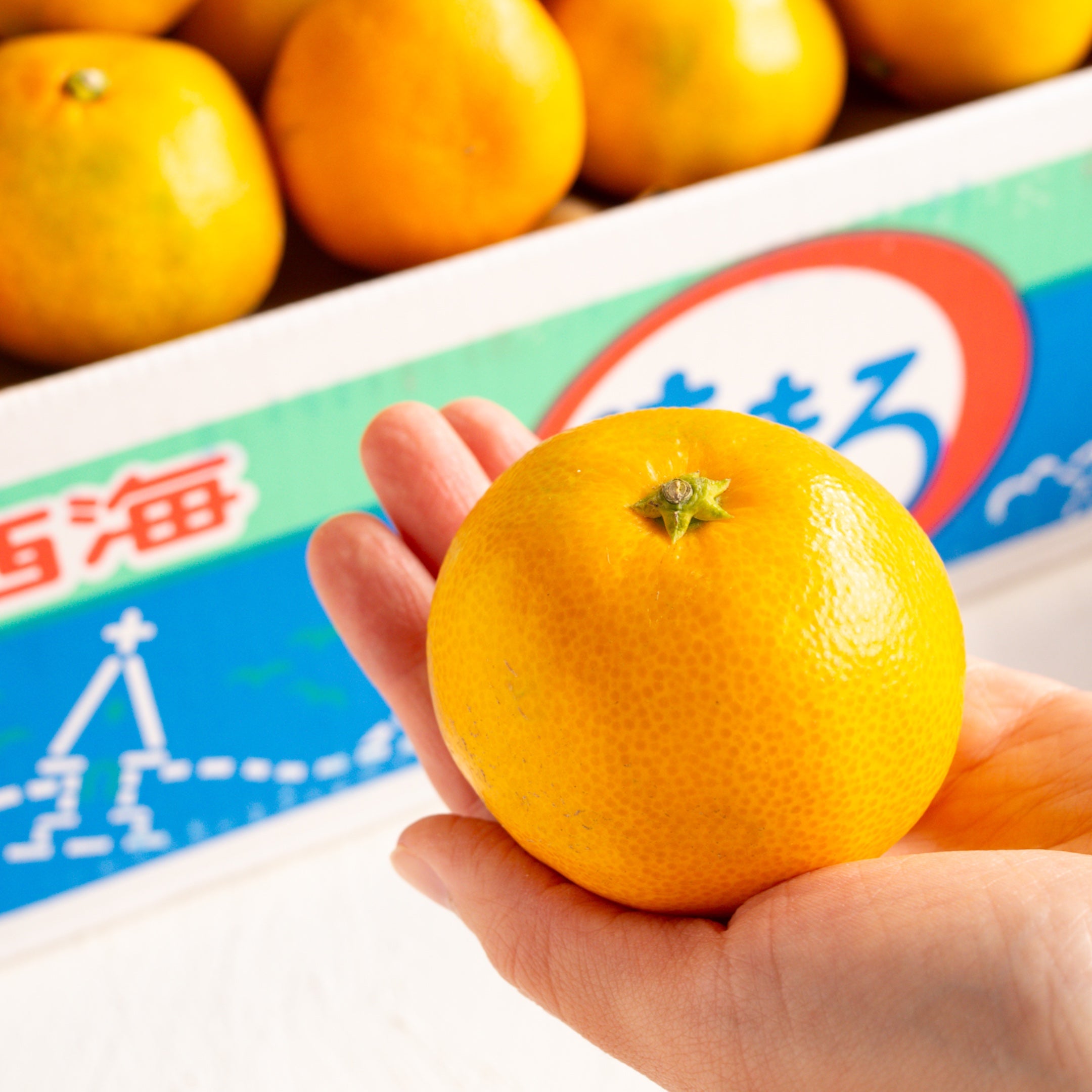 【日付指定不可】味まるみかん