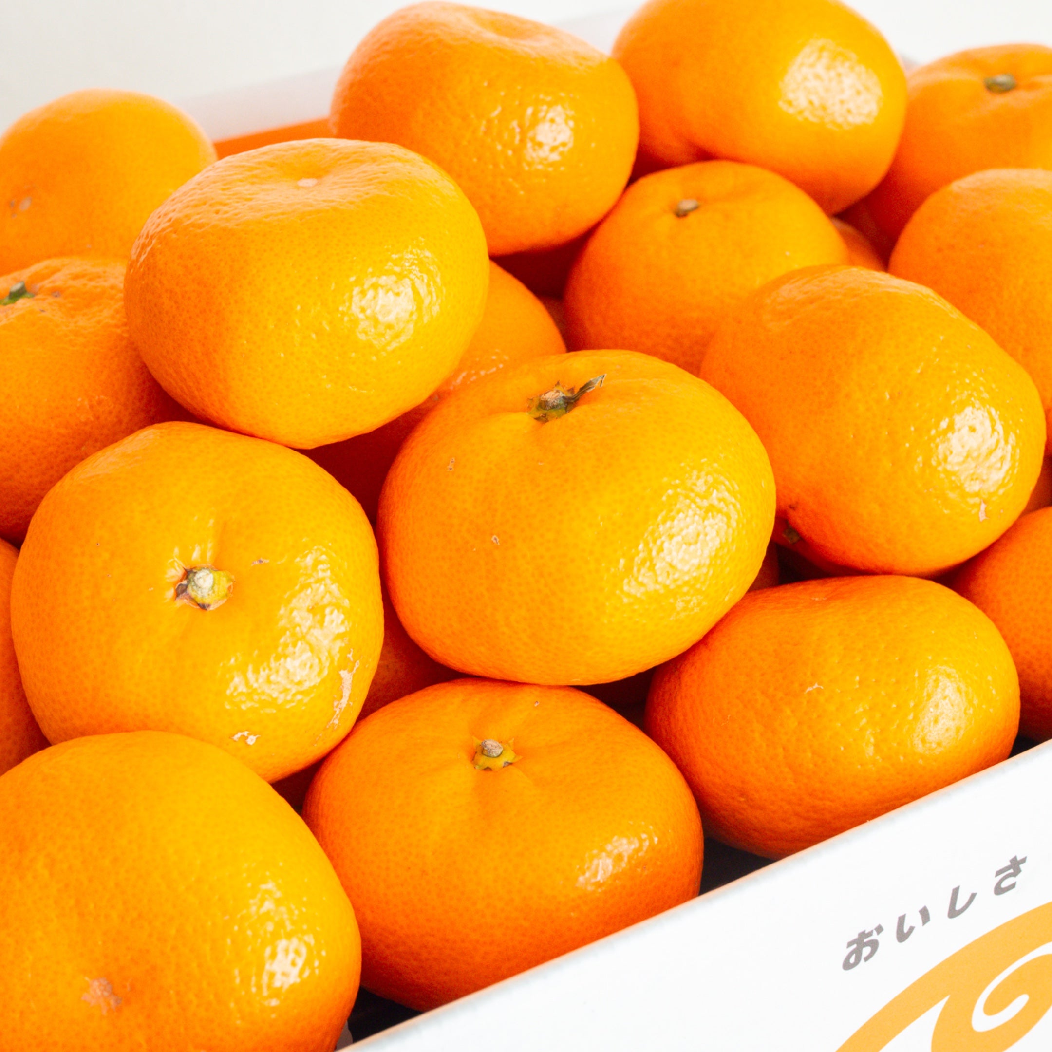 寿太郎みかん