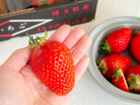 日付指定不可【大田市場より直送】埼玉県産 べにたま