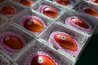 【産地直送・日付指定不可】北海道　白銀の太陽　-2L 1玉-