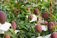 【産地直送・日付指定不可】北海道　白銀の太陽　-2L 1玉-