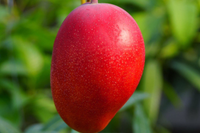 【産地直送・日付指定不可】北海道　白銀の太陽　-2L 1玉-