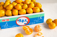 日付指定不可【大田市場より直送】糖度12度以上　味まるみかん5kg