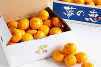 日付指定不可【大田市場より直送】糖度12度以上　夢の恵みかん2kg