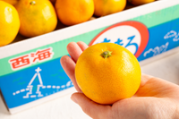 日付指定不可【大田市場より直送】糖度12度以上　味まるみかん5kg