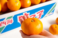 日付指定不可【大田市場より直送】糖度13度以上　味っ子みかん5kg