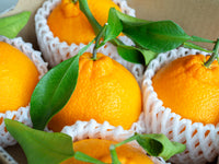 日付指定不可【大田市場より直送】葉付きデコポン -肥の豊-