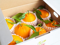 日付指定不可【大田市場より直送】葉付きデコポン -肥の豊-