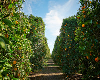 【日付指定不可】高糖度ネーブルオレンジ 10玉