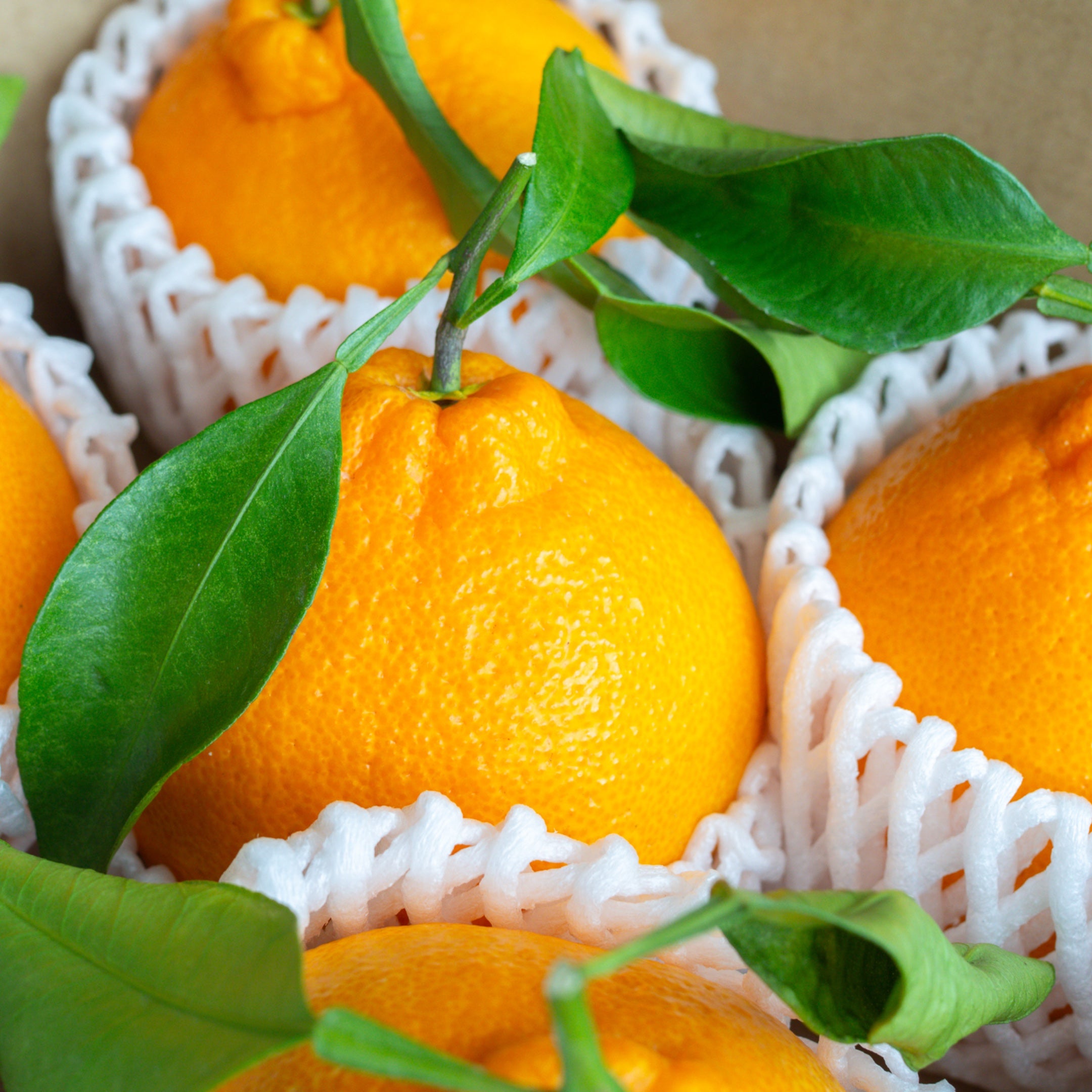 葉付き不知火 -肥の豊-