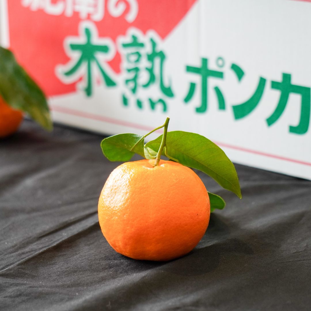木熟ポンカン